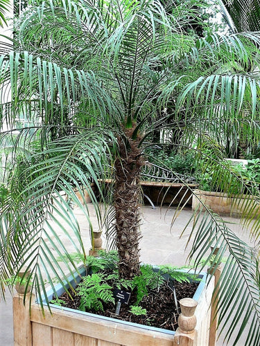 10 PYGMY DATE PALM Phoenix Roebelenii Dwarf Miniature Ornamental Fruit Tree Houseplant Seeds